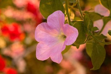 Ipomoea Muelleri Rose Ipomoea ist der botanische Name einer Pflanzengattung aus der Familie der Wein von W J Kok