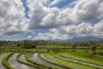 panorama van rijstterrassen in de bergen. Bali. Indonesië