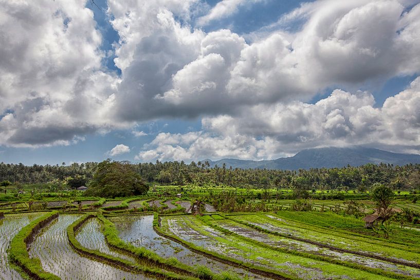 panorama of rice terraces in the mountains. Bali. Indonesia by Tjeerd Kruse