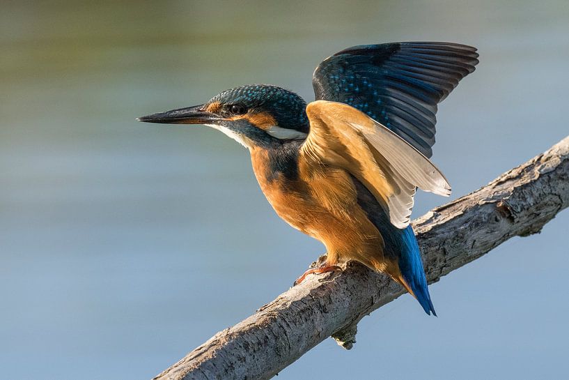 Eisvogel von Loek Lobel