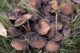 Mushrooms in brown shades by Rominique Kea