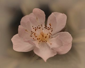Rose  Lovely van Saskia Schotanus