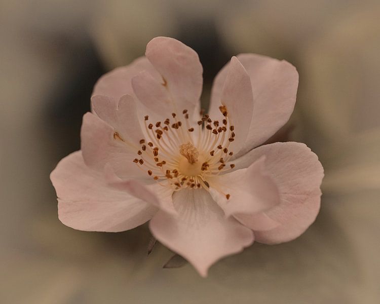 Rose Lieblich von Saskia Schotanus