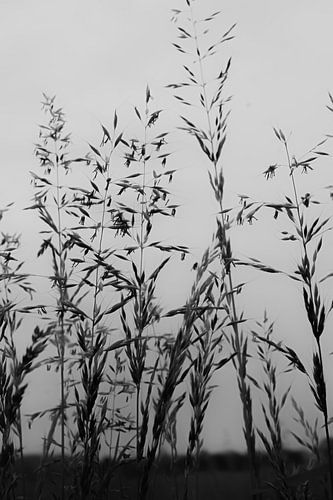 Gras en graan zwart wit