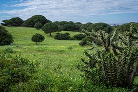 Surroundings Albufeira by Eddy Westdijk