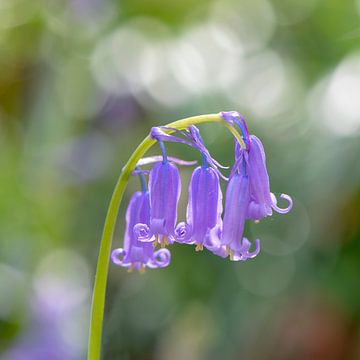 Jacinthes de forêt bleue sauvage  sur Barbara Brolsma