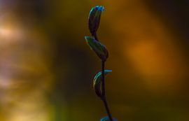 Concept nature : Buds in sunset von Photoart-Naegele
