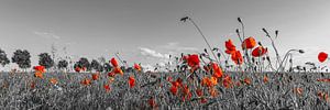 Champ de coquelicots en panorama