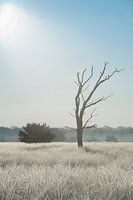 Eenzame boom op de heide in de Kampina