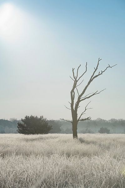 Einsamer Baum auf der Heide in der Kampina von Ruud Engels