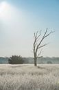 Einsamer Baum auf der Heide in der Kampina von Ruud Engels Miniaturansicht