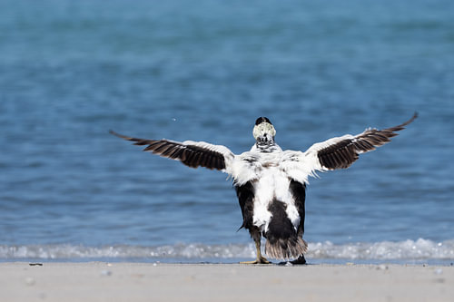 Common Eider Flapping Wings on Shore
