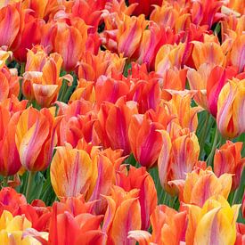 Fiery Tulips by René Roelofsen