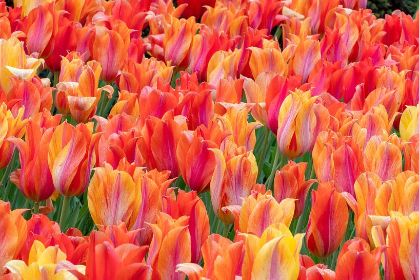 Fiery Tulips by René Roelofsen