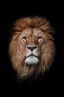 Lion Majestueux - Force et Sérénité