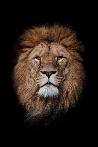 Majestätischer Löwe – Stärke und Ruhe