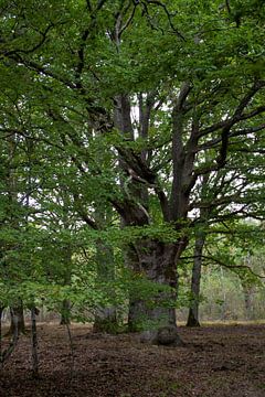 Oude eiken (Quercus robur) van whmpictures .com