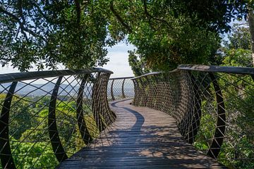 Hoch über Kapstadt im Botanischen Garten von Kirstenbosch von Reis Genie