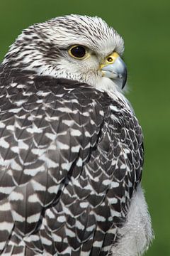 Porträt eines Geierfalkens von Ronald Pol