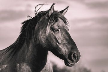 Wild Horse Wassenaar van Sonny Vermeer