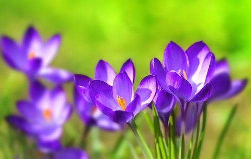 Spring crocus