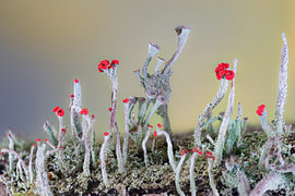 Heidelucifers und andere Cladonia-Arten auf verrottetem Holz von Ron Poot