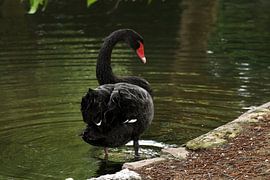 Schwarzer Schwan von Sander Miedema
