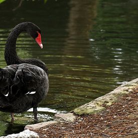 Schwarzer Schwan von Sander Miedema