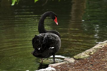 Zwarte Zwaan van Sander Miedema