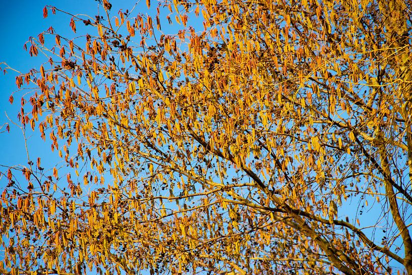 Aldercats against a blue sky by Ingrid de Vos - Boom