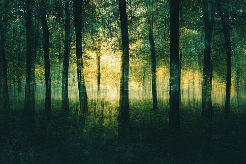 picturesque magical fantasy forest