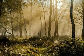 forêt d'automne dans la brume sur Scherp Licht