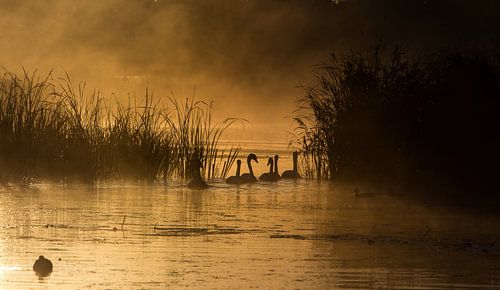 Zwanen in de gouden ochtend