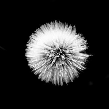 Dandelion black and white by Yanuschka Fotografie | Noordwijk