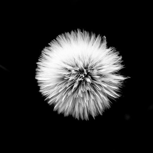 Paardebloem zwart-wit