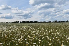 Ein blühendes Feld unter einem bewölkten Himmel von Claude Laprise