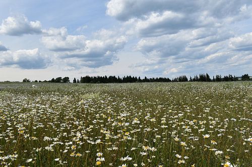 Een bloeiend veld onder een bewolkte hemel
