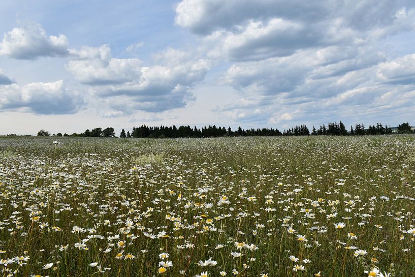 A blooming field under a cloudy sky by Claude Laprise