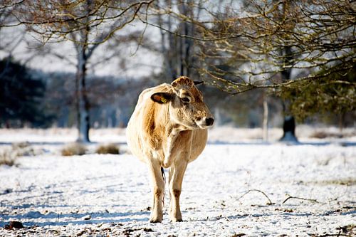 nederlands winterlandschap