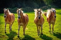 Haflingers in the sun