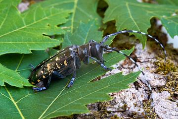 Aziatische boktor (anoplophora glabripennis) van Heiko Kueverling