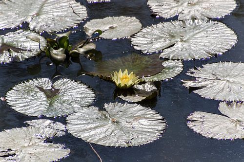 Water lily with diamonds