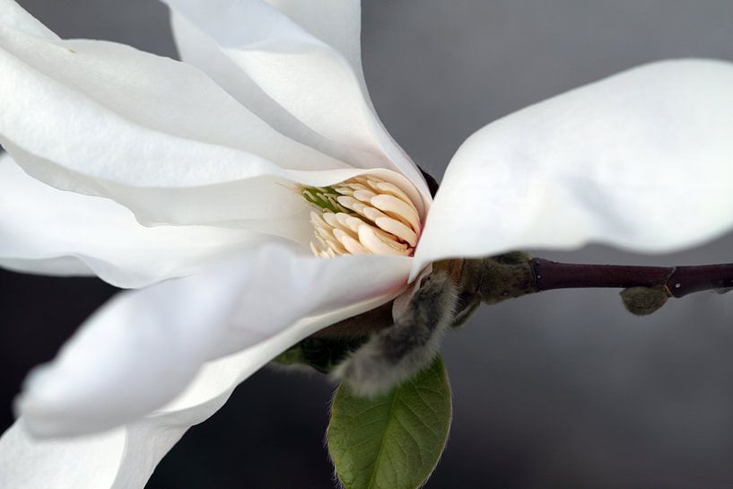 Magnolia 6 by José Verstegen