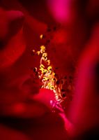 Cœur de rose