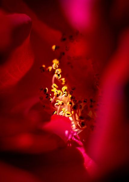 Heart of the Rose by Stefan Kreisköther