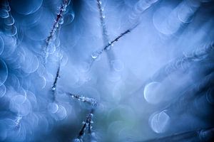 Blaue Blasen