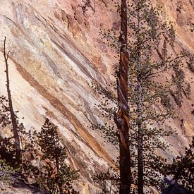 Pine tree twisted trunk at Yellowstone Canyon by Gerwin Schadl