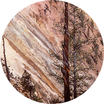 Gedraaide stam van een pijnboom in Yellowstone Canyon van Gerwin Schadl