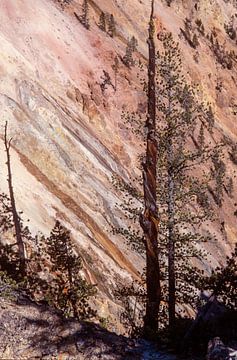 Gedraaide stam van een pijnboom in Yellowstone Canyon van Gerwin Schadl