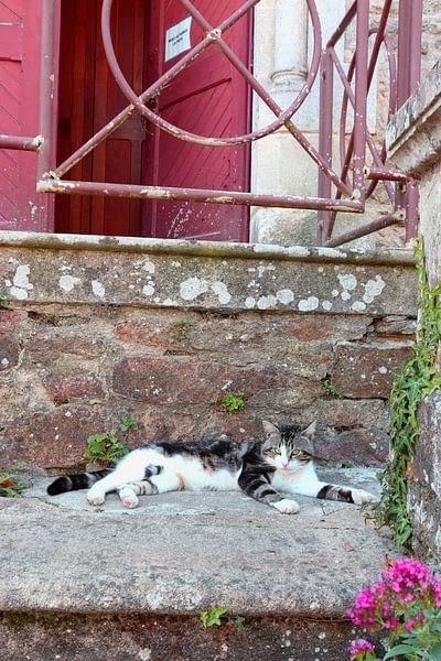 French cat in the sun by Hannahs Wereld